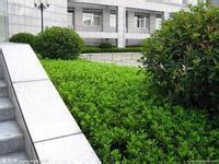 【合肥園林綠化,合肥園林綠化租擺