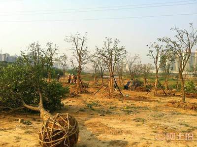 專業園林綠化施工承接園林綠化工程小區綠化養護工廠綠化